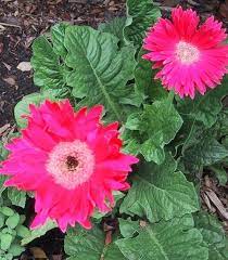 With Their Large Bright Color Crayon Colorful Daisy Flowers Wide Spinachy Leaves And Upright Attitude Gerbera Flower Centerpieces Wedding Gerbera Daisy