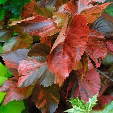 Image result for Acalypha paucifolia