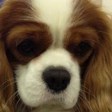 Cavalier king charles spaniel puppies are happy, gentle and friendly dogs who love to cuddle, entertain and impress. Puppyfind Cavalier King Charles Spaniel Puppies For Sale