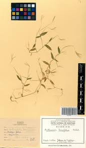 Image result for Arthraxon lancifolius