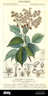 Image result for Connarus