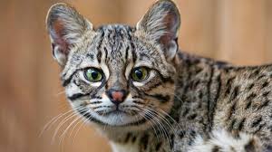 10 Small Exotic Cats That Are Legal To Keep As Pets Pethelpful
