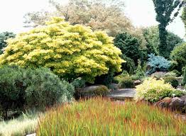 We've had a spectacular show of colors in the pacific northwest this year. From Soggy To Sublime Trees Shrubs And Perennials That Love Soggy Sites Oregonlive Com