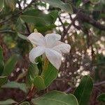 Image result for Mascarenhasia