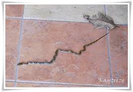 Halau tikus dengan bela kucing petua halau tikus guna daun salam halau tikus dengan titiskan cuka Tie Kaytieze S Blog Page 19