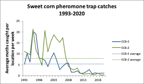 Corn ear worms and earwigs can be devastating to corn crop. Sweet Corn Pheromone Trap Network Report