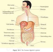 Human Digestive System Digestive Glands Pmf Ias
