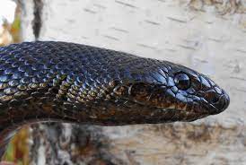 2013 Black Pine Snake 012 Jpg 800 538 Snake Pine Snake Reptiles