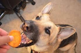 Sep 22, 2017 · 7. Pamper Your Pooch With These 5 Homemade Vegan Dog Treats