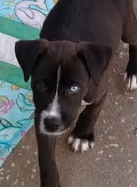 Maybe you would like to learn more about one of these? Lake Nona Petsmart Lotsa Love Pet Rescue Adoptions Facebook