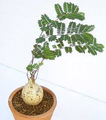 Image result for Elephantorrhiza elephantina