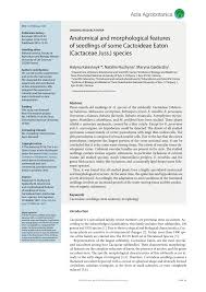 Their stems have become capable of storing water. Pdf Anatomical And Morphological Features Of Seedlings Of Some Cactoideae Eaton Cactaceae Juss Species
