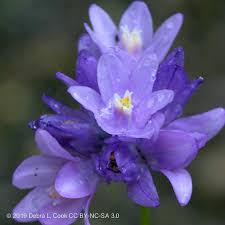 Image result for Dicoma capensis