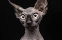 Hairless Cat Names: 70+ Names from King Tut to Fuzzy