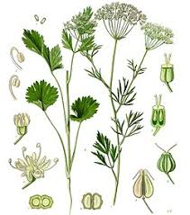Image result for Pimpinella buchananii