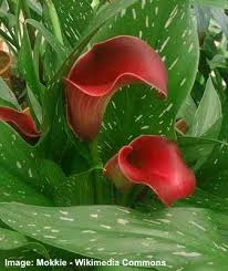 Lipstick plants have thick, glossy, dark green leaves growing in pairs along their long, woody stems. Beautiful Red Flowers With Stunning Color Including Pictures