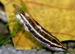 Struggling With Cotton Fin Fungus Here S The Cure Fishkeeping Advice