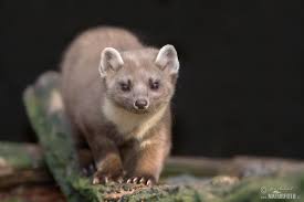 Image result for kuna lesní obrázky