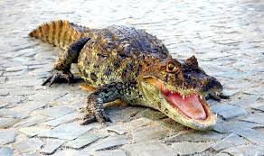 Hermansson apr / 27 / 2019. Comerciante Relata Presenca De Jacares Na Praia Do Recreio Apos Ressacas Rio De Janeiro G1