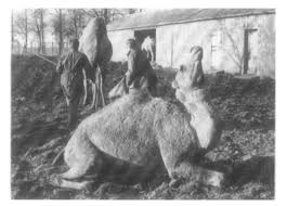 Found an answer for the clue camel cousins that we don't have? Https Www Researchgate Net Profile Andrew Higgins Publication 262674913 A Guide To The Clinical Examination Chemical Restraint And Medication Of The Camel Data 0c960538626731478c000000 Clinical Examination Of The Camel 1984 Pdf
