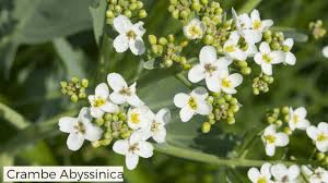 Image result for Crambe