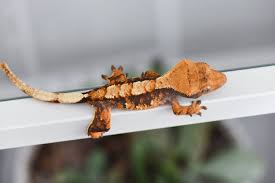 The crested gecko or eyelash gecko (correlophus ciliatus) is a species of gecko native to southern new caledonia. Tri Color Harlequin Crested Gecko For Sale Fringemorphs Crested Gecko Gecko Tri Color