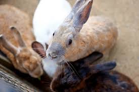 Maybe you would like to learn more about one of these? La So Le Est Pine And Fir Litter For Rabbits Wood Shavings For Bedding Litters Of Rabbits
