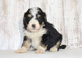 Check spelling or type a new query. Puppies For Sale Near Me Find Your Puppy Vip Puppies Puppies For Sale Bernedoodle Puppy For Sale Puppies