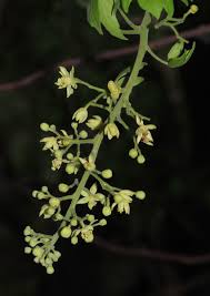 Image result for Harrisonia abyssinica