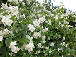 Délicieusement parfumé, le seringat fleurit en ce moment. Photo Arbuste A Fleurs Blanche