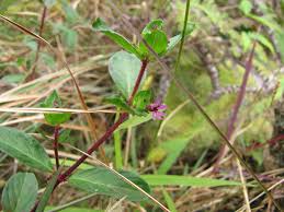 Image result for Cuphea carthagenensis