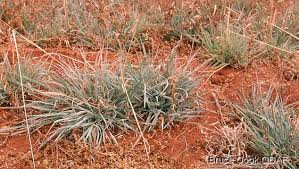 Image result for Anthephora pubescens