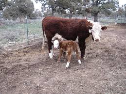 But achieving such indicators is not so easy, much depends on the farmer himself. The Cryptosporidium Parasite And Its Effect On Calves And Humans Osu Extension Service