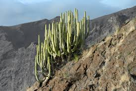 Image result for Euphorbia schinzii