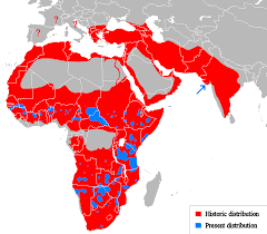 The congo lion or northeast congo lion (panthera leo azandica), also known as uganda lion, was proposed as a lion subspecies from northeastern d.r. Historic Vs Present Geographical Distribution Of Lions Brilliant Maps