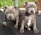 Staffordshire Bull Terrier puppies for sale - PupCity