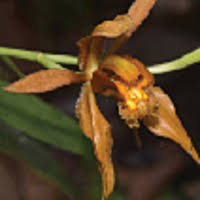 Image result for Brachycorythis velutina