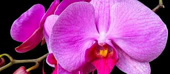 Yes, growing orchids for beginners can be very easy. Growing Orchids For Beginners 16 Acres Garden Center