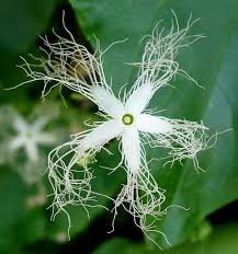 Check spelling or type a new query. Snake Gourd Facts Health Benefits And Nutritional Value