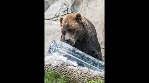 6:21pm on aug 11, 2020. Giant Ice Treats Keep Animals Cool At Brookfield Zoo Chicago News Wttw