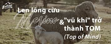 Len lông cừu Merino và "vũ khí" trở thành TOM (Top of Mind)