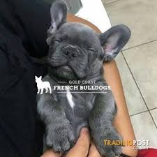 This cutie has everything you could ask for: Blue French Bulldog Puppies With Papers