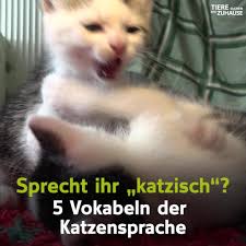 5 Vokabeln der Katzensprache