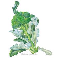 Check spelling or type a new query. Belstar Broccoli Seeds Vegetables Botanical Interests