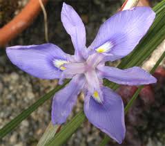 Image result for Moraea simulans