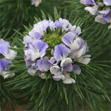 Image result for Cineraria pinnata
