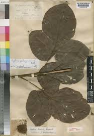 Image result for Agelaea pentagyna