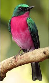 Pin On Little Birds
