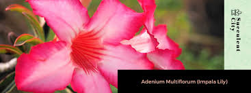 Image result for Adenium multiflorum