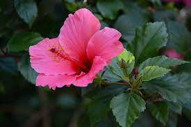 Perennial hibiscus plants are also called hardy hibiscus plants. Common Varieties Of Hibiscus What Are The Different Types Of Hibiscus Plants